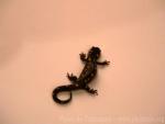 Spotted salamander