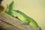 Hispaniolan green anole