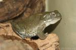 Colorado river toad