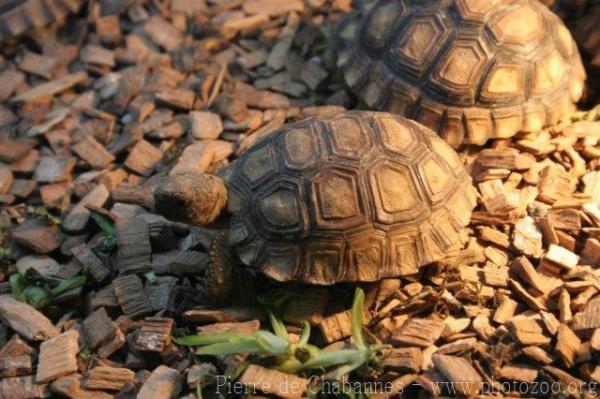 Chilean Tortoise