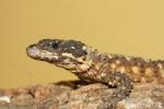 Van Dam’s girdled lizard