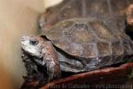 Burmese brown tortoise