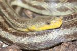 Western ratsnake