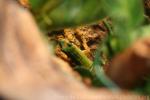 Bluetail day gecko