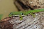 Peacock day gecko