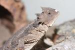 Giant horned lizard