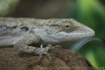 Brazilian bush anole