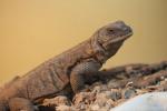 Angel Island chuckwalla