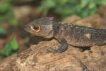 Orange-eyed helmeted-skink