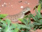 Taylor's shield-tailed agama