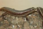 Madagascar girdled lizard