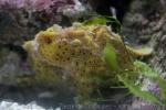 Painted frogfish