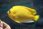 Threespot angelfish