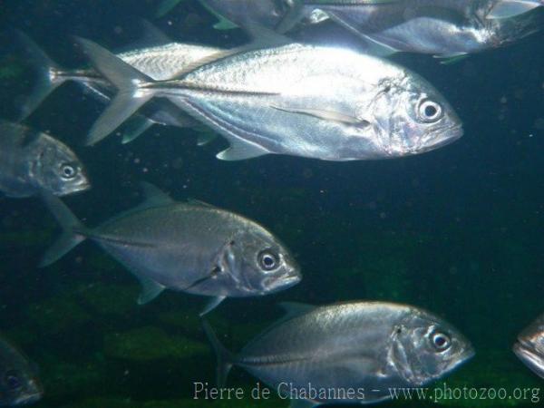 Bigeye trevally