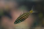 Five-lined cardinalfish