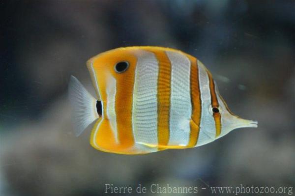 Copperband butterflyfish