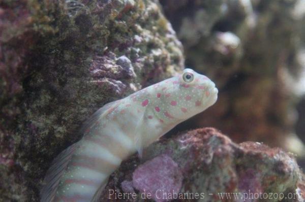 Pink-speckled shrimpgoby