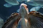 Flying gurnard