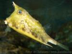 Longhorn cowfish