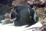 French angelfish