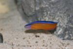 Orange dottyback