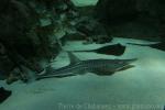 Giant guitarfish