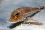 Piper gurnard *