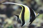 Moorish idol