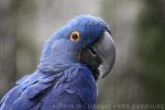 Hyacinth macaw *