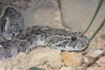 Puff adder *