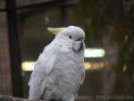 Mathew's cockatoo *