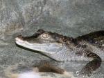 Spectacled caiman