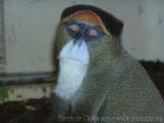 DeBrazza's monkey