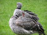 Southern screamer