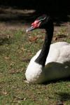 Black-necked swan