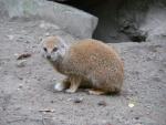 Yellow Mongoose