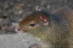 Black-rumped agouti