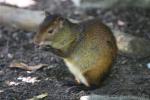 Black-rumped agouti