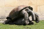 Aldabra giant tortoise