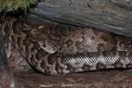 Cuban Tree Boa