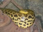 Yellow anaconda