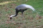 White-naped crane