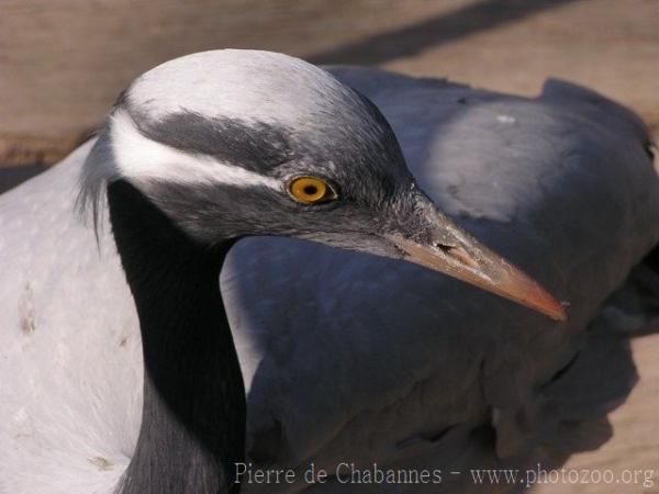 Demoiselle crane