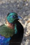 Himalayan Monal *