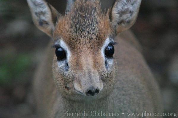 Dik-dik *