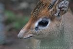 Dik-dik *