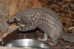 African tree pangolin *