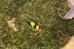 Baron's mantella *