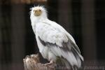 Egyptian vulture