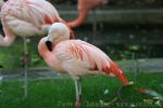 Chilean flamingo